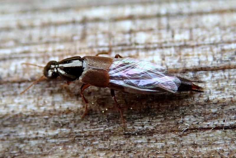 Altro Staphylinidae - Quedius (Raphirus) sp.